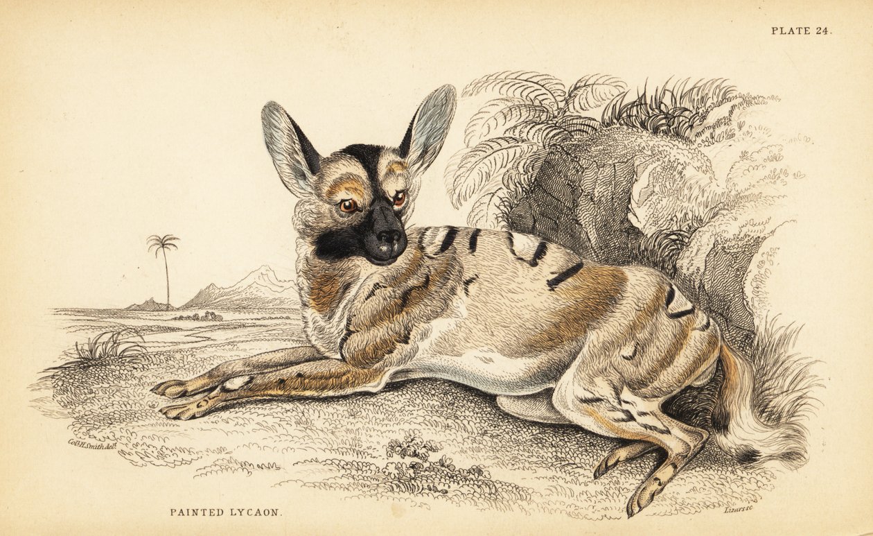 African wild dog, endangered by William Home Lizars