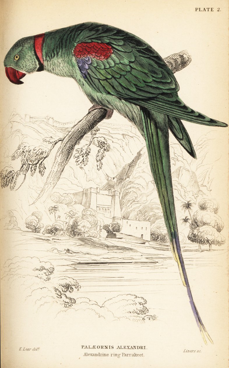 Alexandrine Parakeet, Psittacula eupatria by William Home Lizars