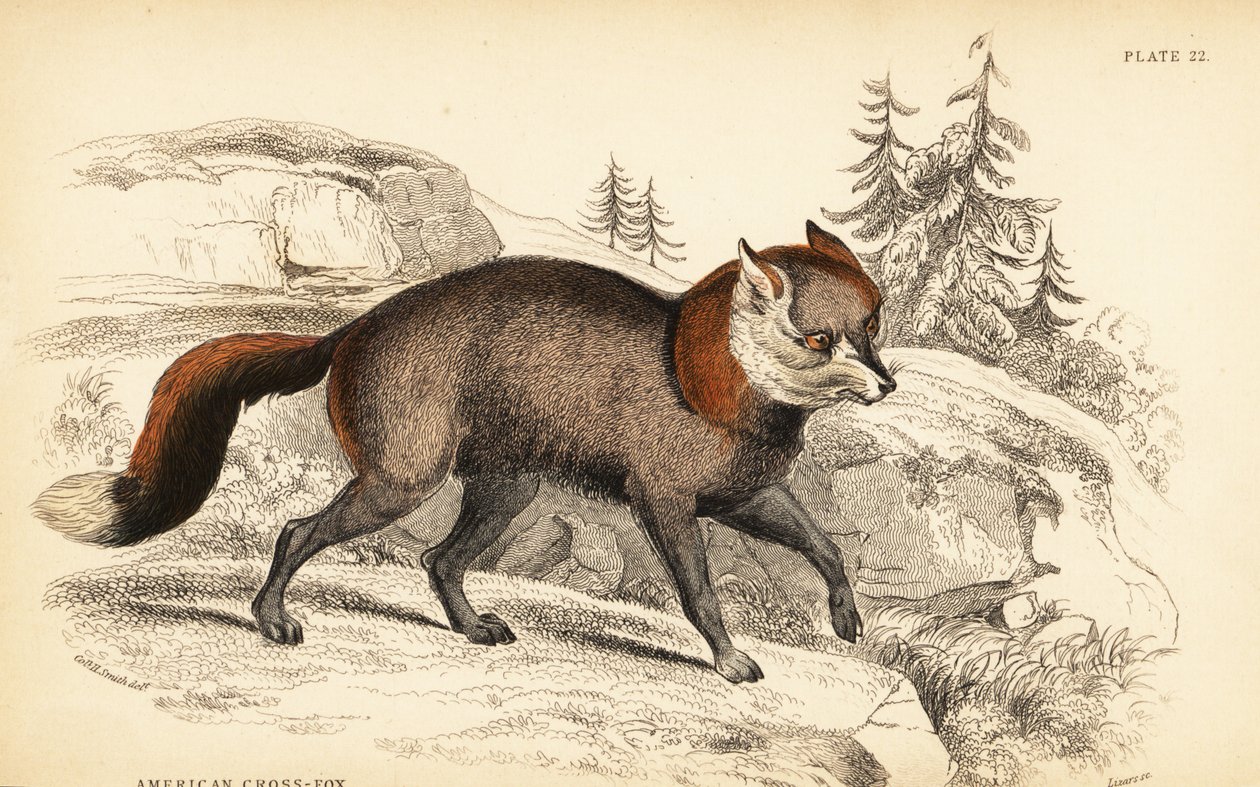 American cross-fox, Vulpes vulpes by William Home Lizars