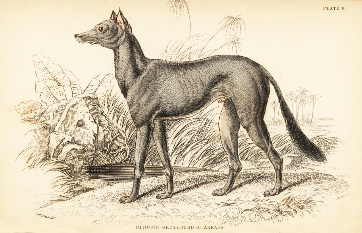 Arabian Greyhound, Canis lupus familiaris by William Home Lizars