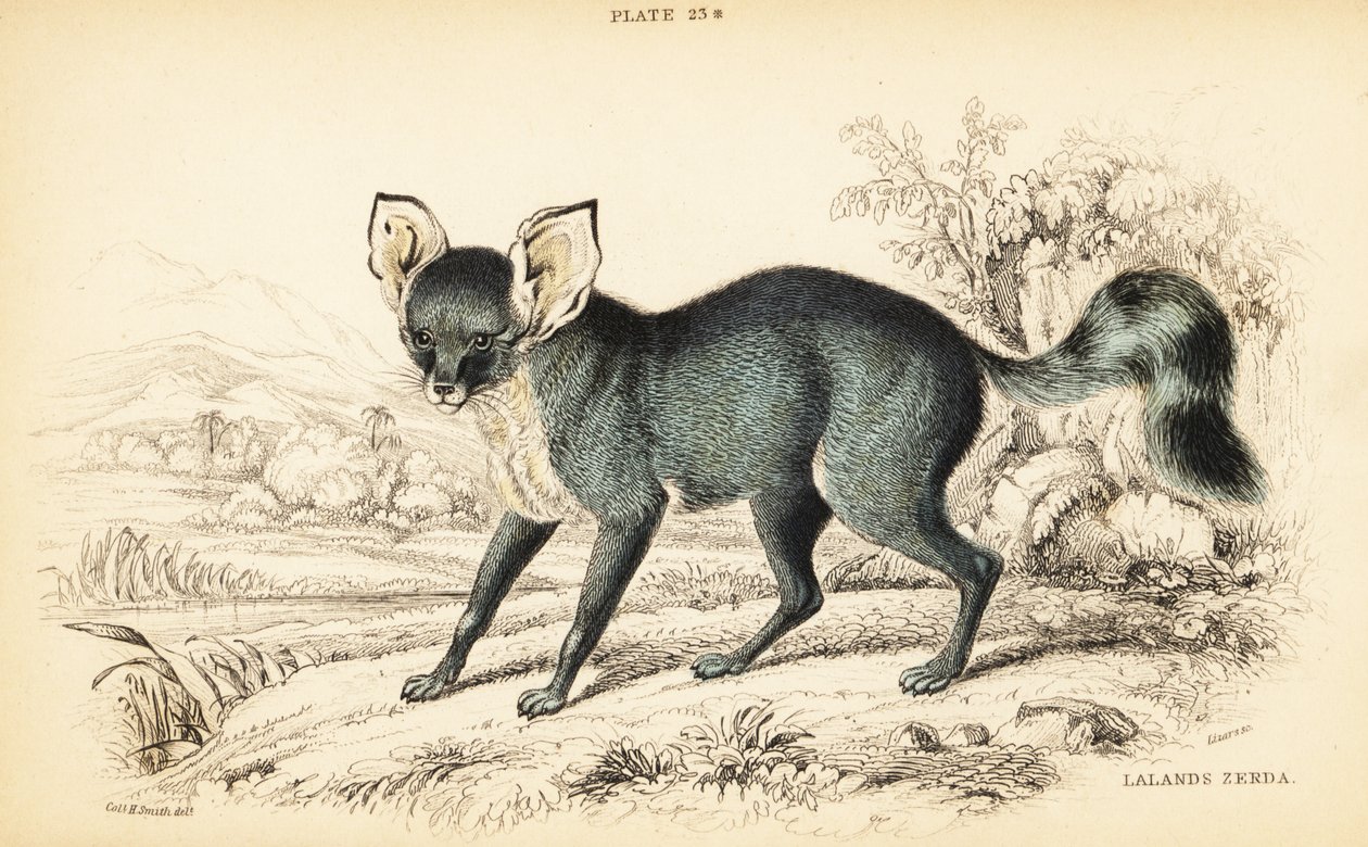 Bat-eared fox, Otocyon megalotis by William Home Lizars