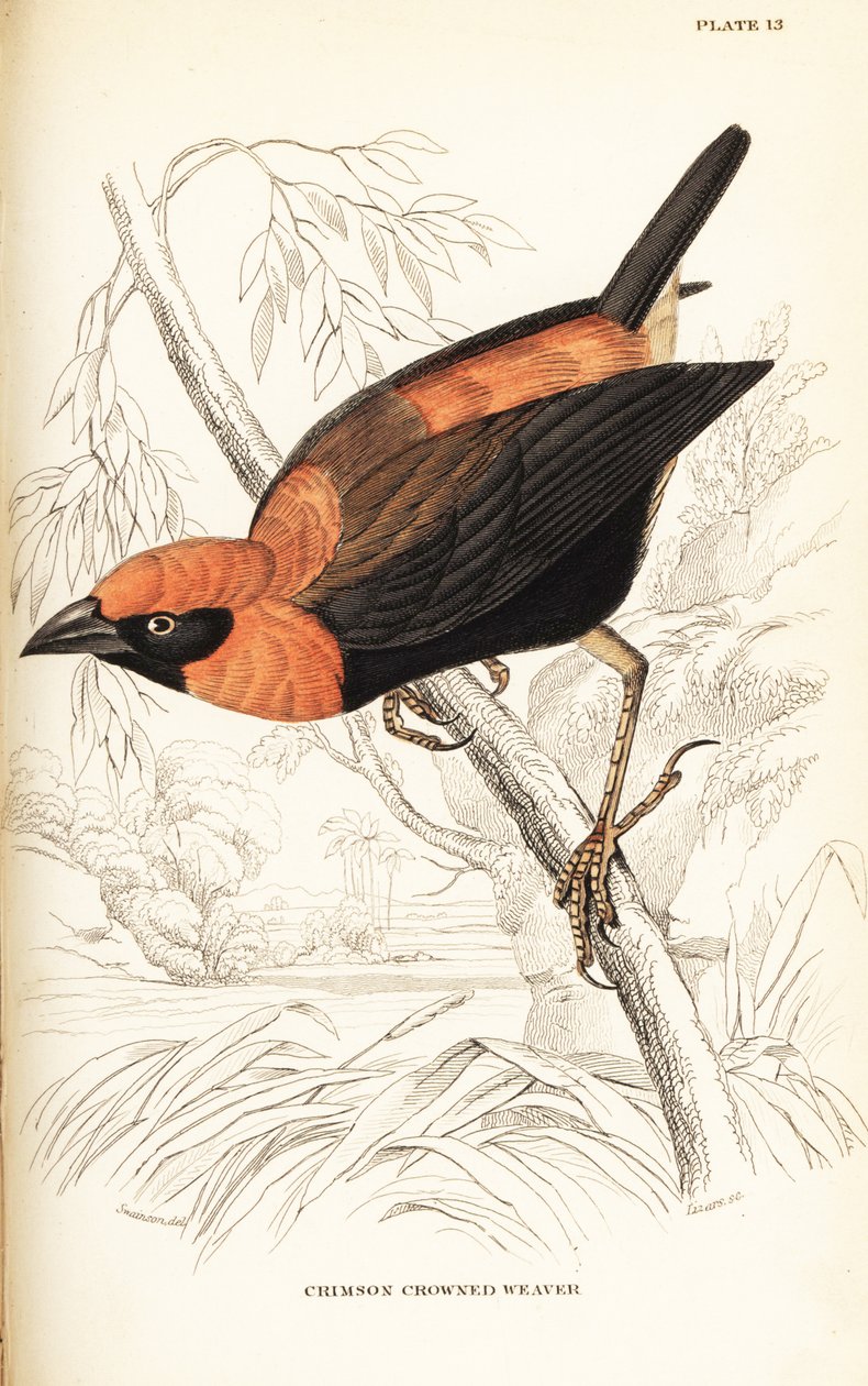 Black-winged Red Bishop, Euplectes hordeaceus by William Home Lizars