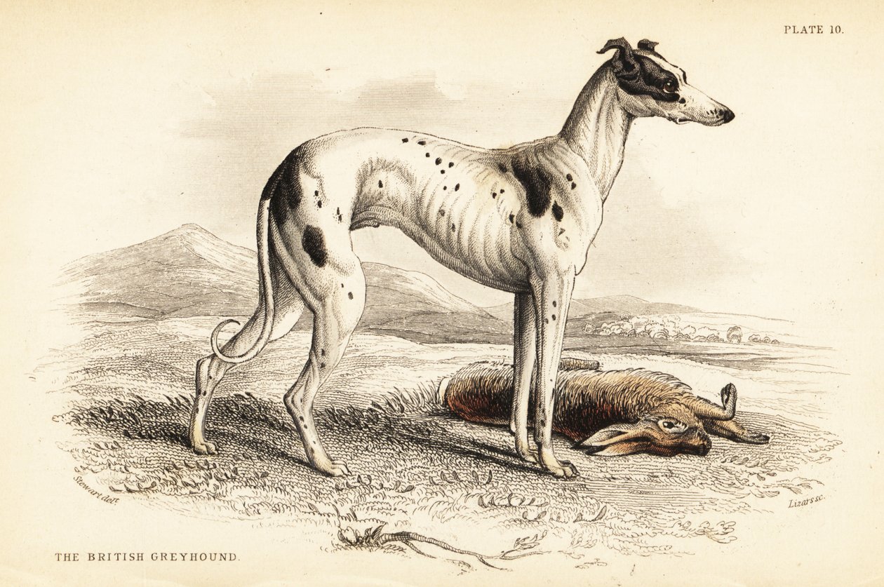 British greyhound by William Home Lizars
