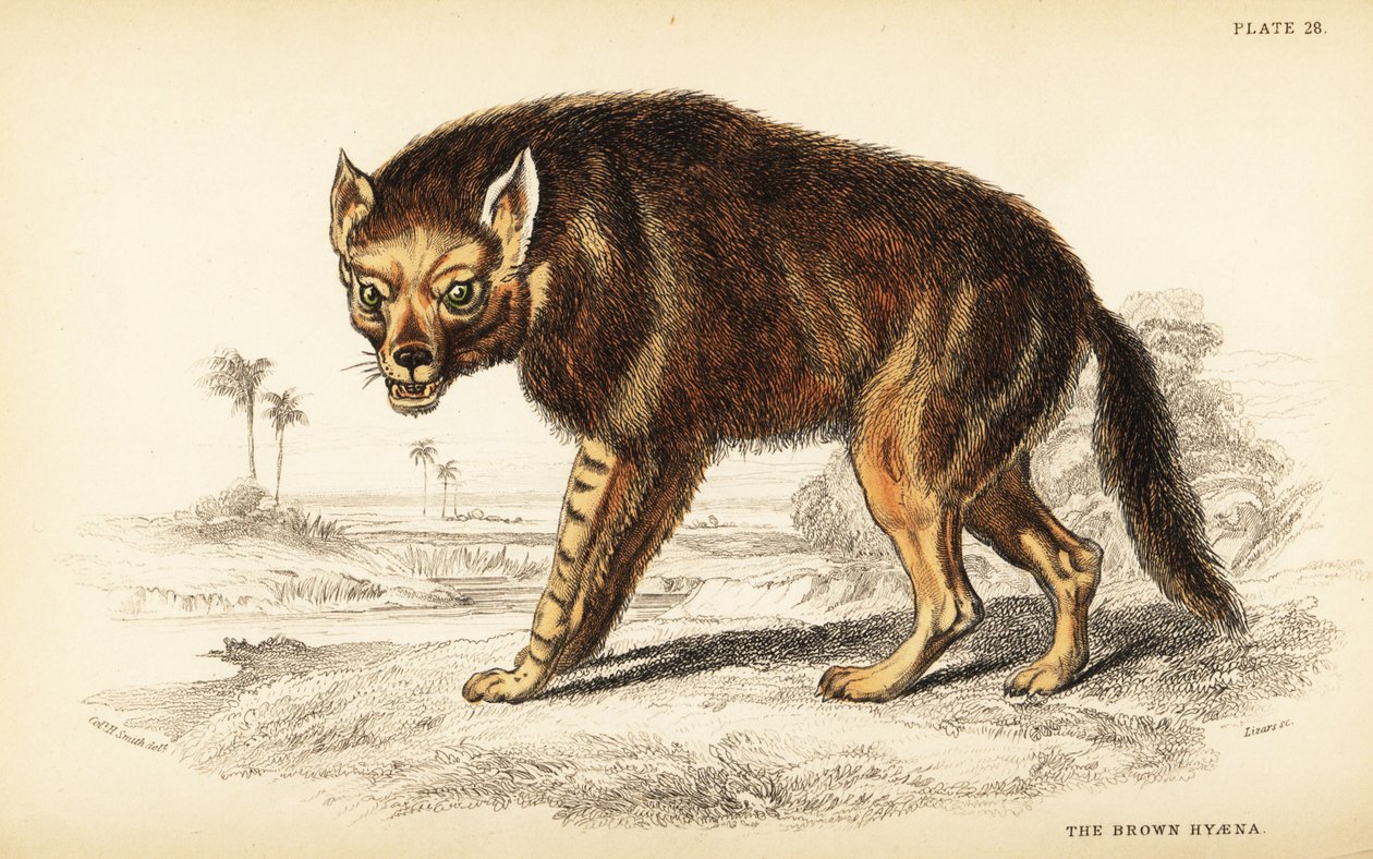 Brown hyena or strandwolf by William Home Lizars