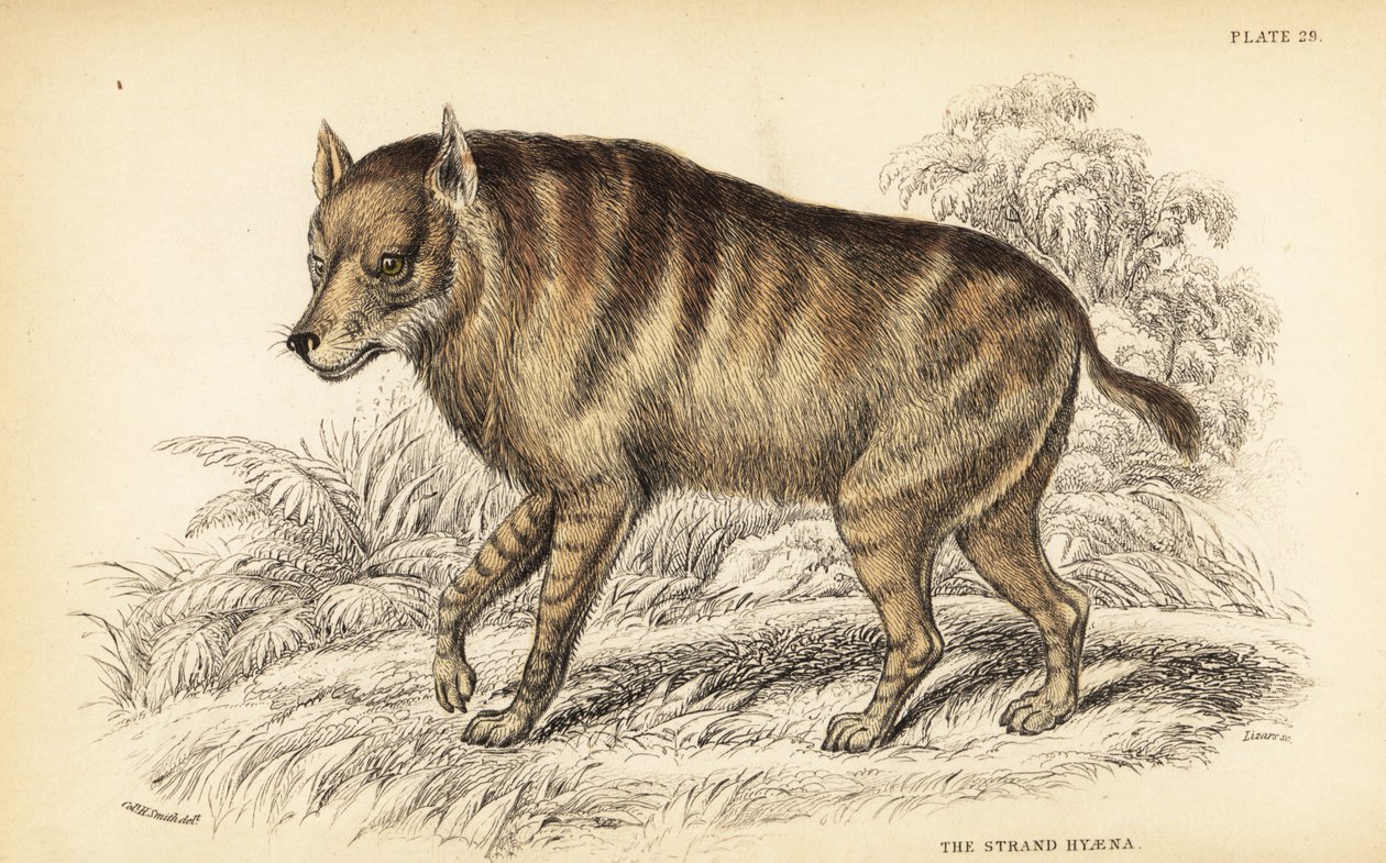 Brown hyena or strandwolf, Hyaena brunnea by William Home Lizars