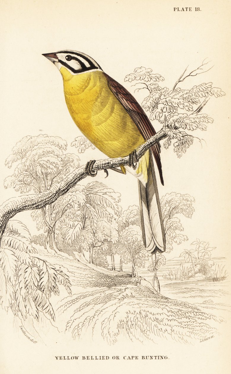 Cape bunting by William Home Lizars