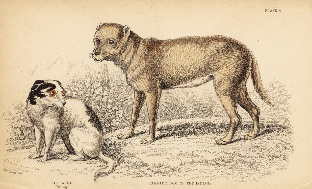 Carrier dog of the Indians or the Techichi of Mexico, ancestor of the chihuahua, Canis lupus familiaris, and a young Alco dog, Yzi-cuinte potzotli in Mexico, Canis lupus familiaris by William Home Lizars