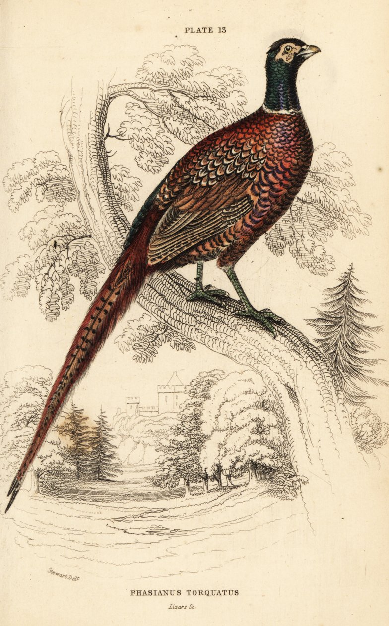 Common pheasant (ring-necked), Phasianus colchicus torquatus by William Home Lizars