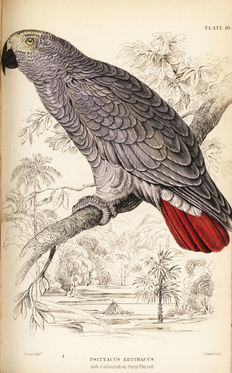 Congo grey parrot, Psittacus erithacus by William Home Lizars
