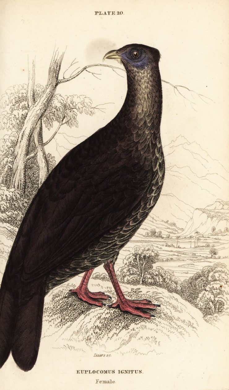 Crested fireback, female by William Home Lizars