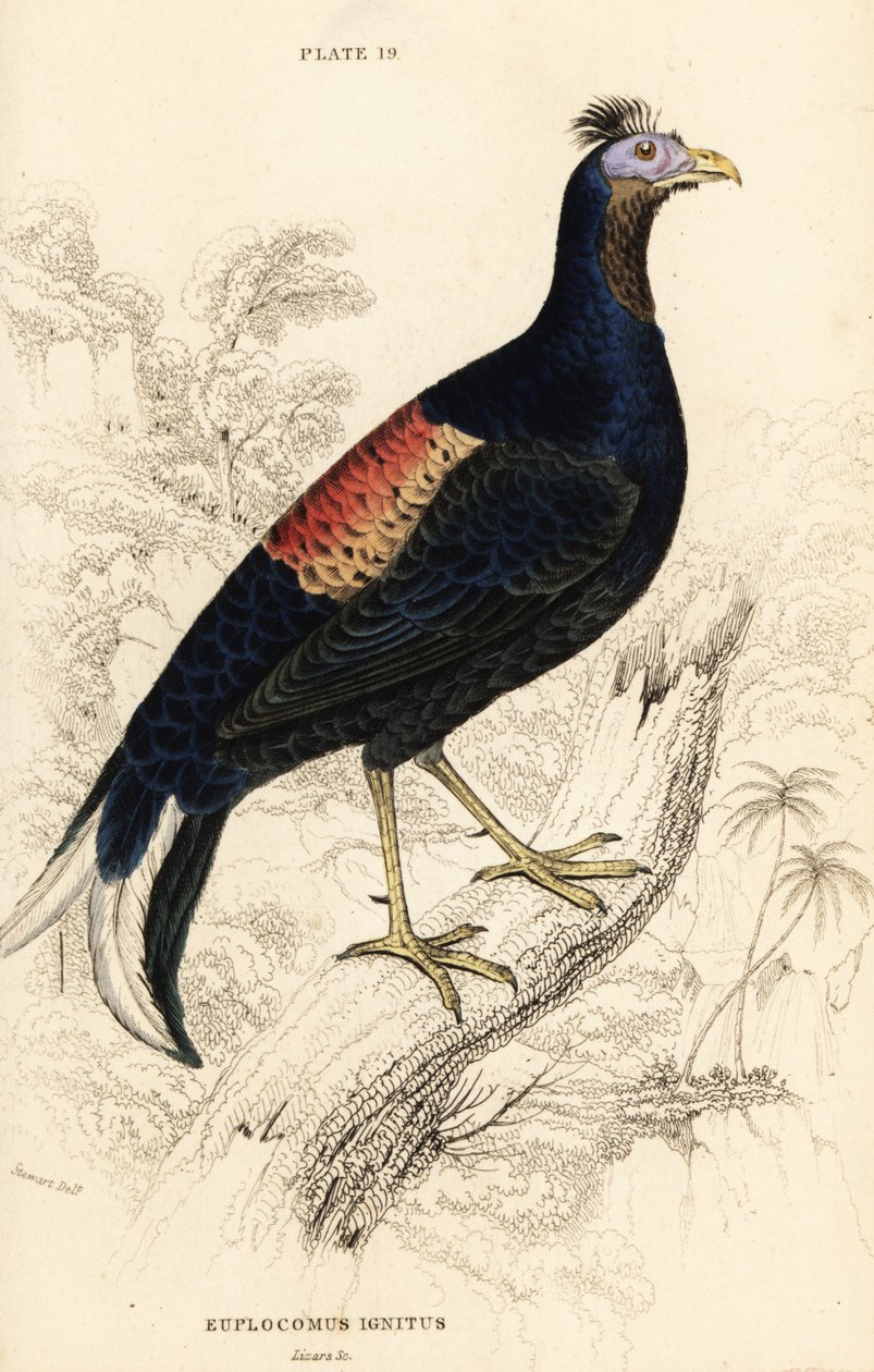 Crested Fireback, Lophura ignita, Male by William Home Lizars