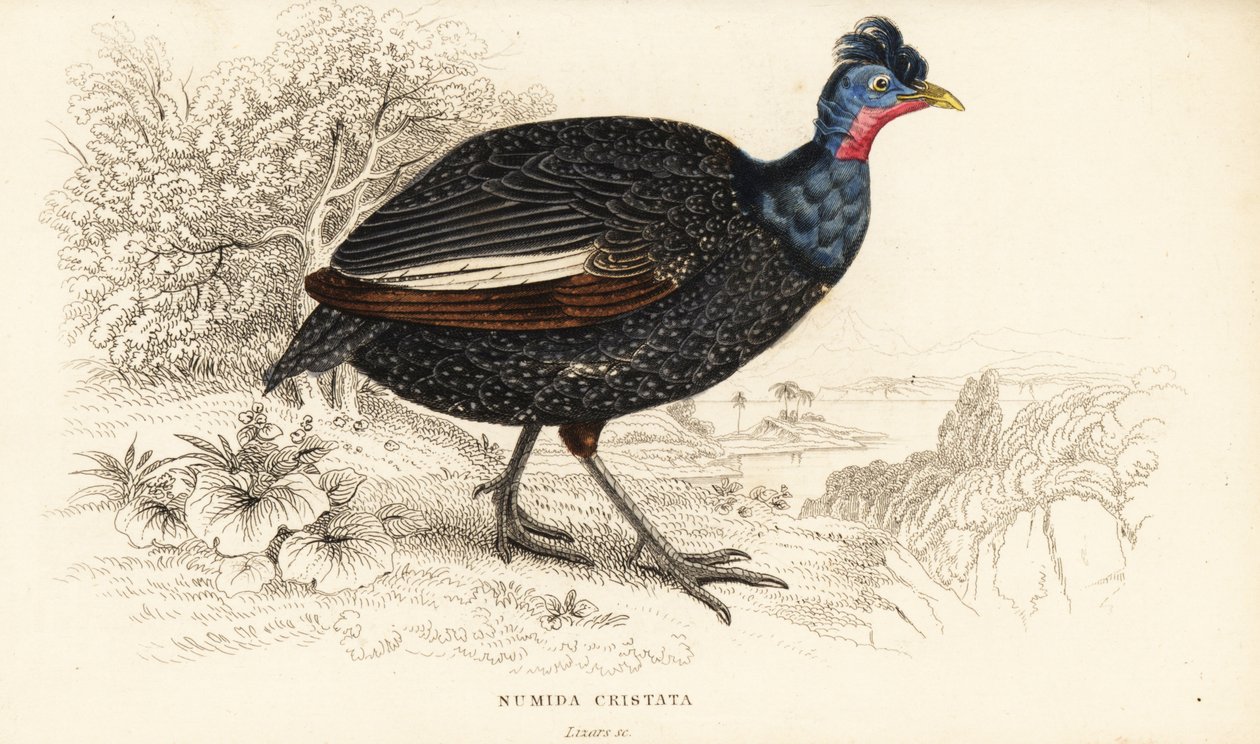 Crested guineafowl by William Home Lizars