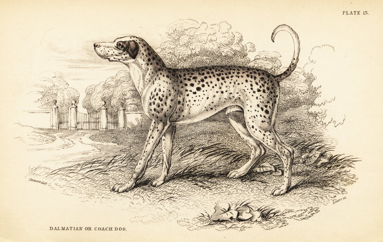 Dalmatian dog or coach dog, Canis lupus familiaris by William Home Lizars