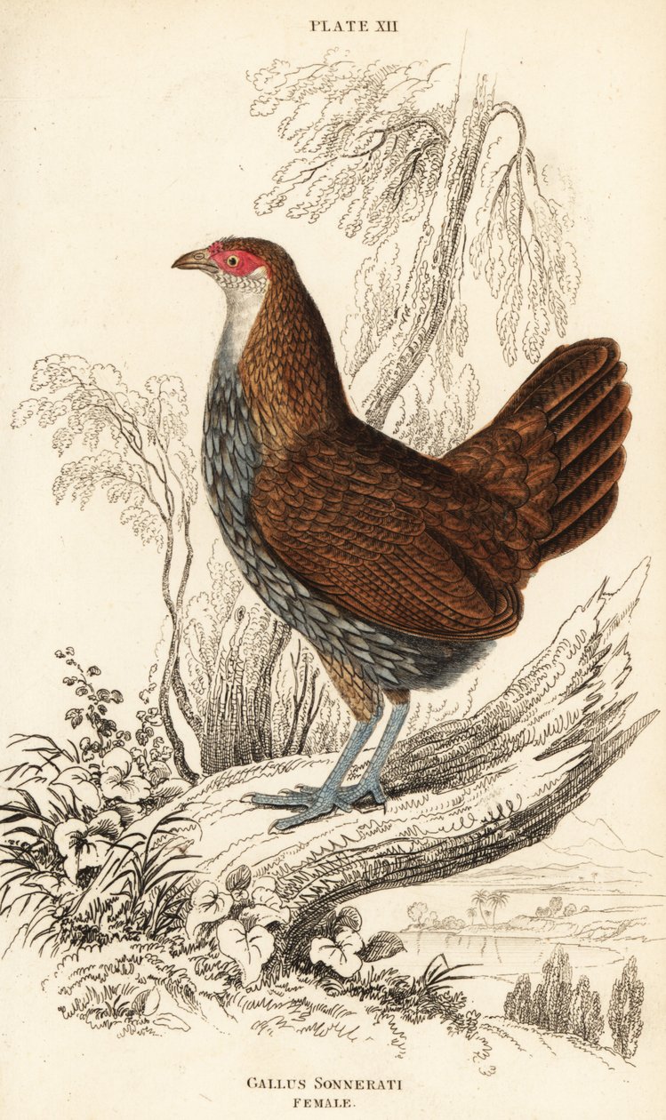 Female Grey Junglefowl, Gallus sonneratii by William Home Lizars