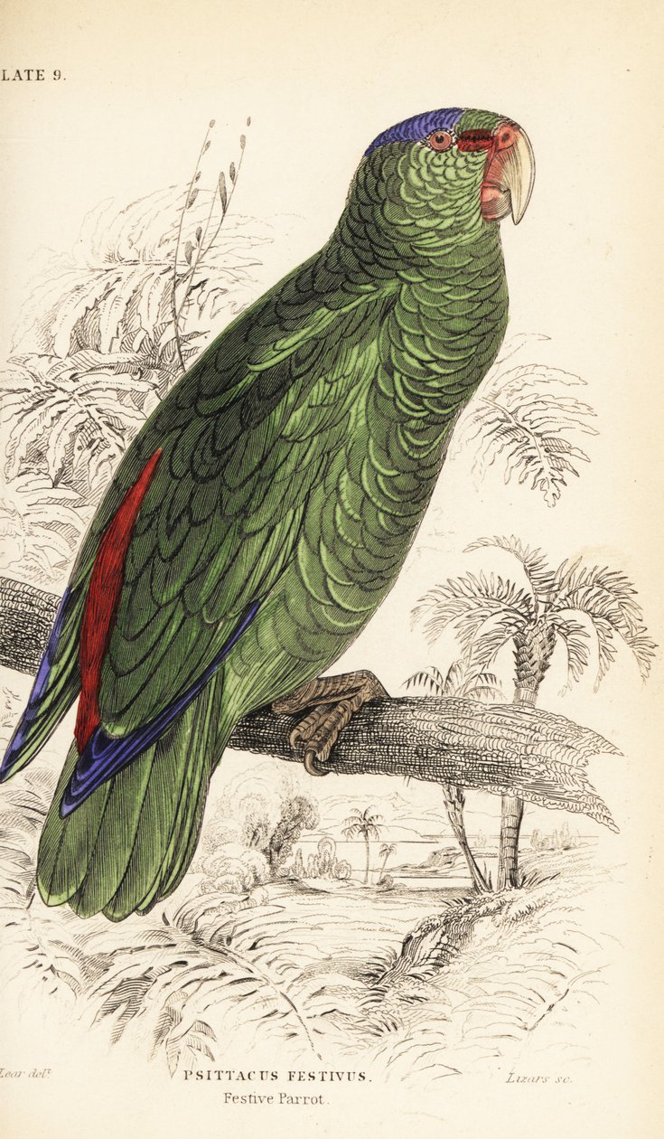 Festive amazon, Amazona festiva by William Home Lizars