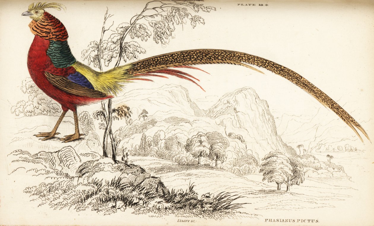Golden pheasant or Chinese pheasant, Chrysolophus pictus by William Home Lizars