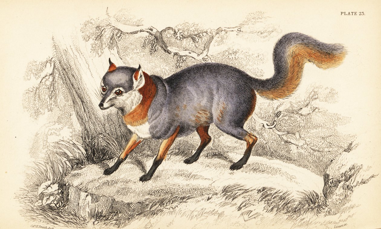 Gray Fox, Urocyon cinereoargenteus by William Home Lizars