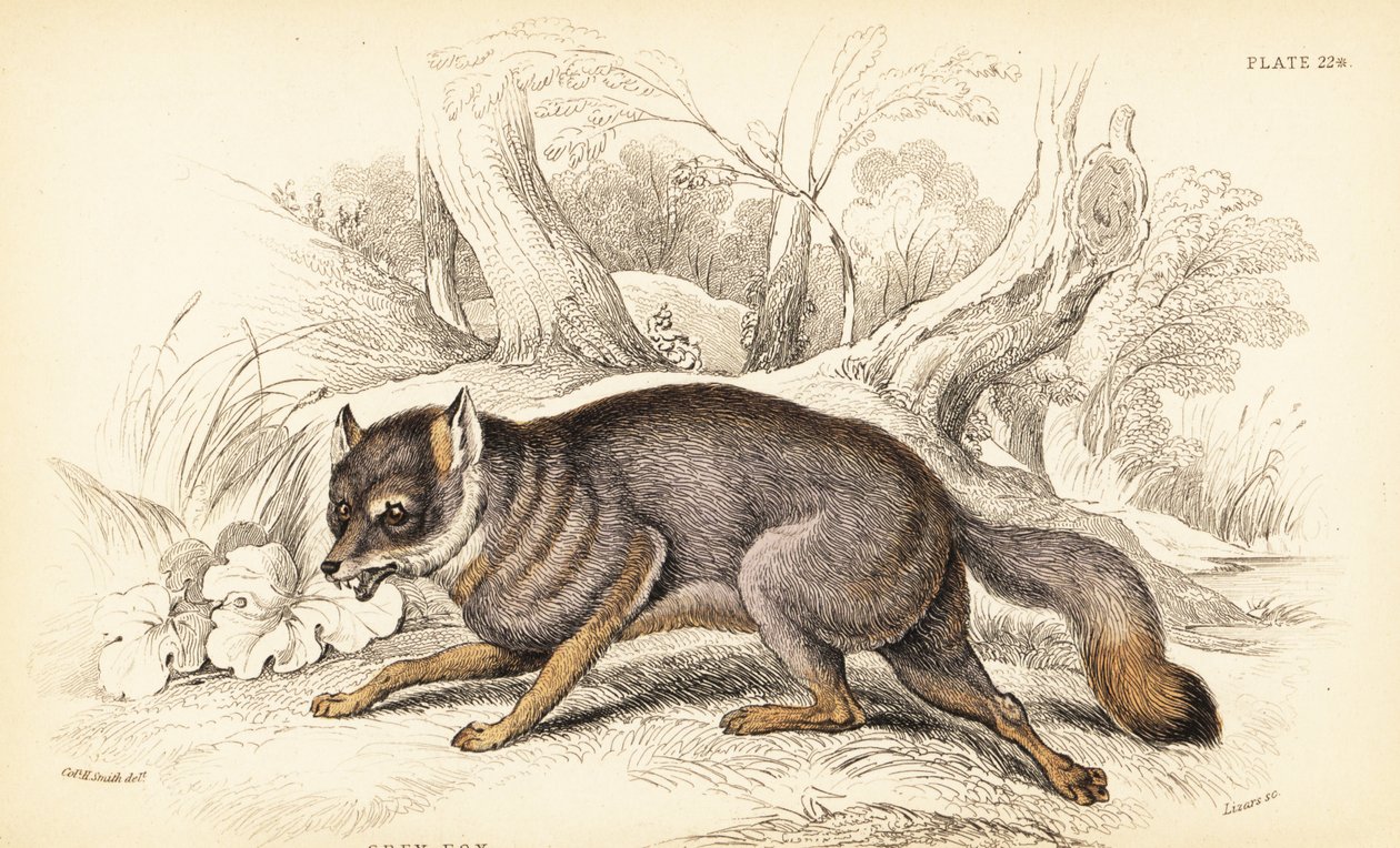 Gray fox or grey fox by William Home Lizars
