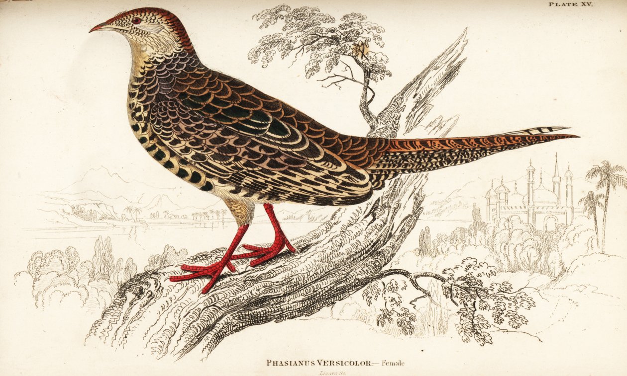 Green pheasant or Japanese green pheasant, female by William Home Lizars