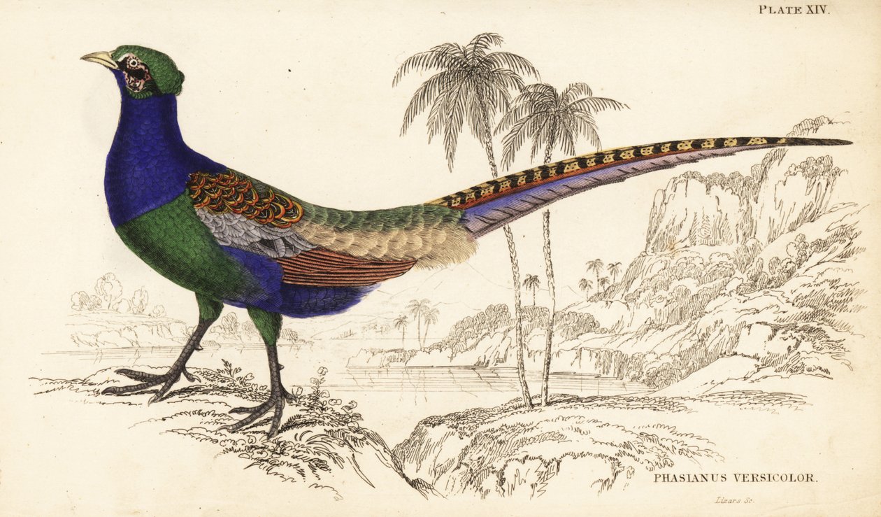 Green pheasant or Japanese green pheasant, male, Phasianus versicolor by William Home Lizars