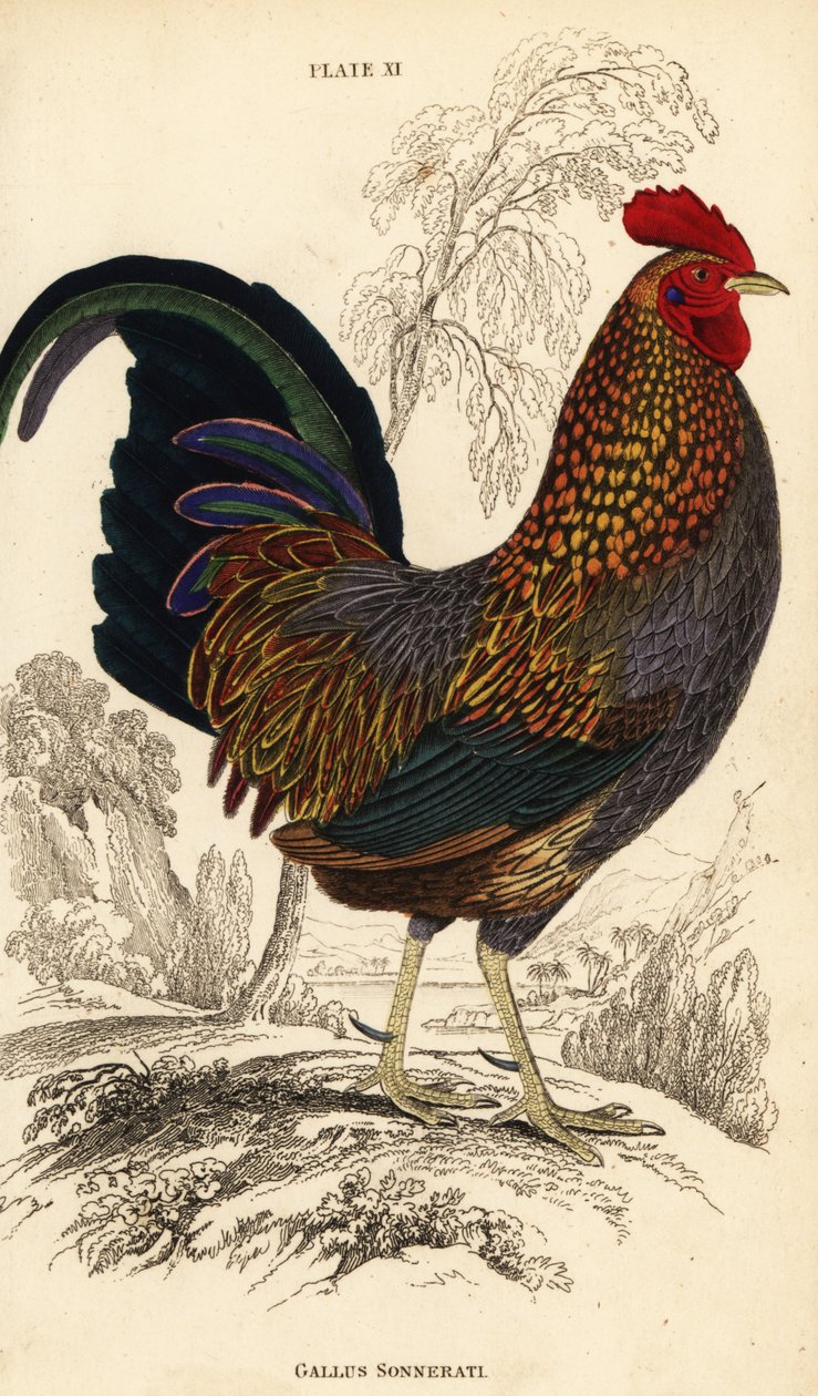 Grey junglefowl or Sonnerat