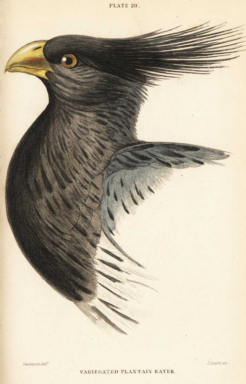 Head of the Western Plantain-eater, Crinifer piscator by William Home Lizars