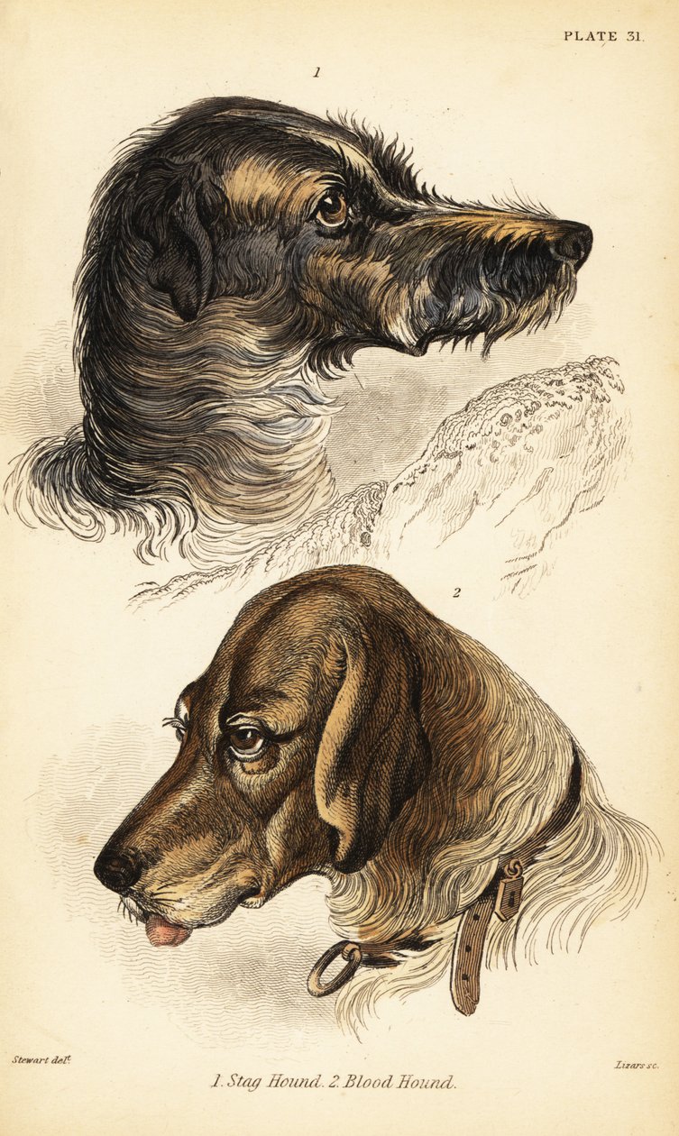 Heads of a stag hound and blood hound by William Home Lizars
