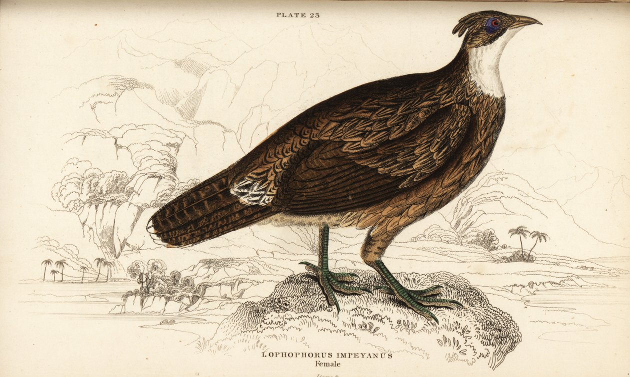 Himalayan monal, female by William Home Lizars