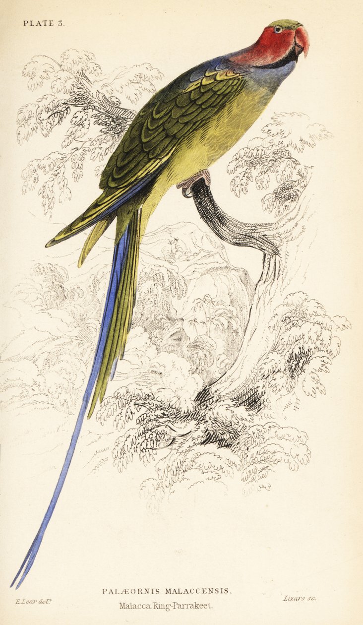 Long-tailed Parakeet, Psittacula longicauda by William Home Lizars