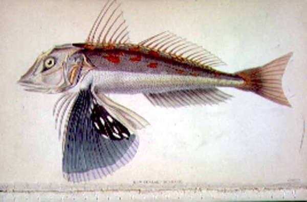New Zealand Gurnard engraved by the artist from 