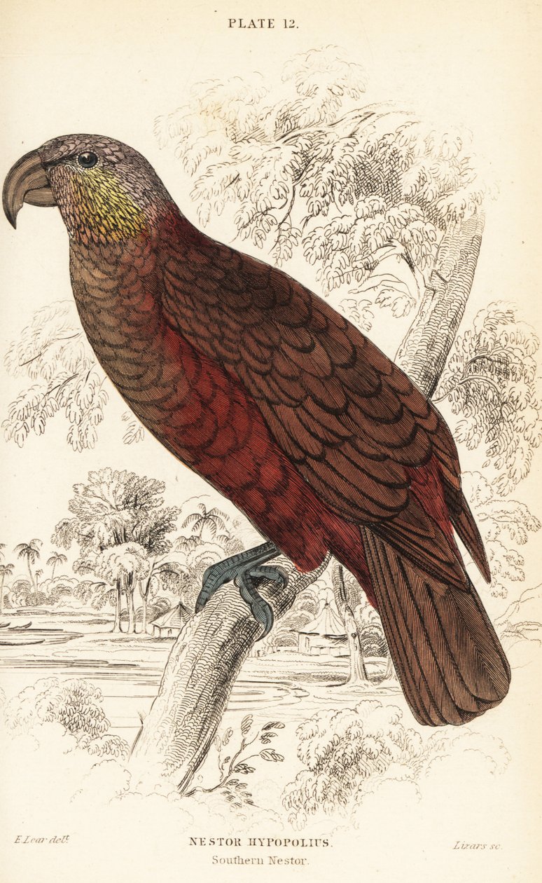 New Zealand kaka, Nestor meridionalis by William Home Lizars