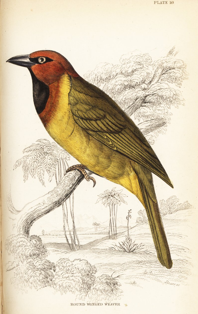 Olive-naped weaver or round-winged weaver, Ploceus brachypterus by William Home Lizars