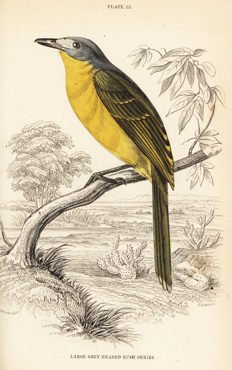 Olive bushshrike by William Home Lizars