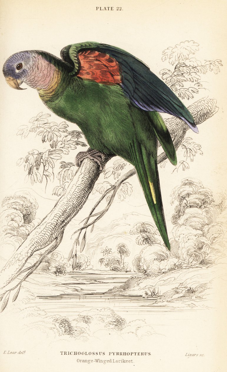 Orange-winged Amazon, Amazona Amazonica by William Home Lizars