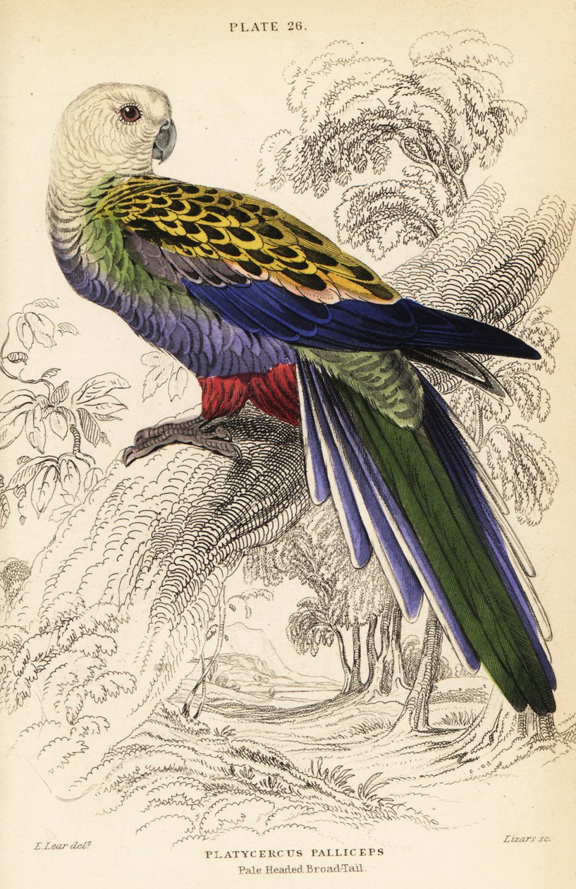 Pale-headed rosella, Platycercus adscitus palliceps by William Home Lizars