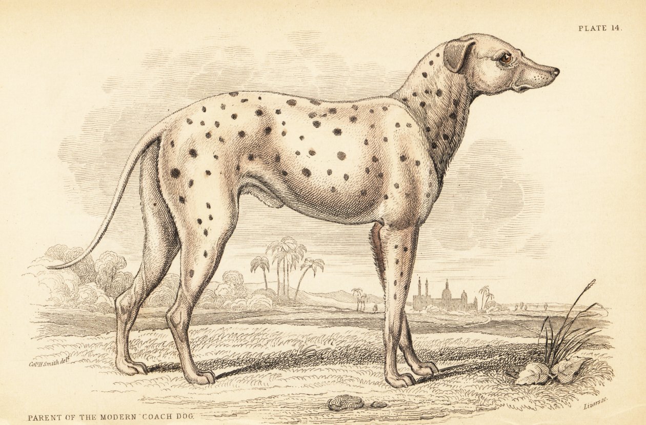 Parent of the modern coach dog, Canis lupus familiaris by William Home Lizars