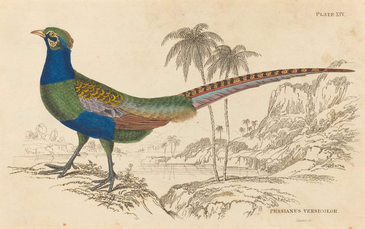 Phasianus Versicolor by William Home Lizars