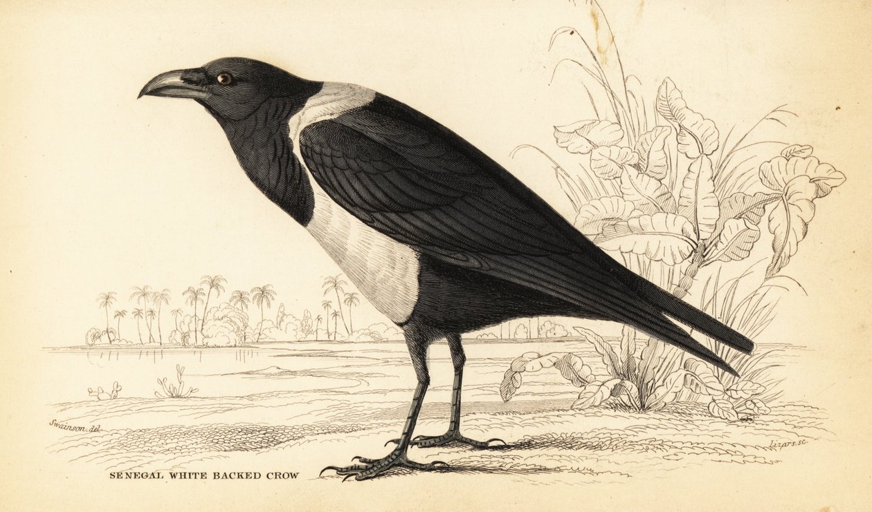 Pied Crow, Corvus albus by William Home Lizars