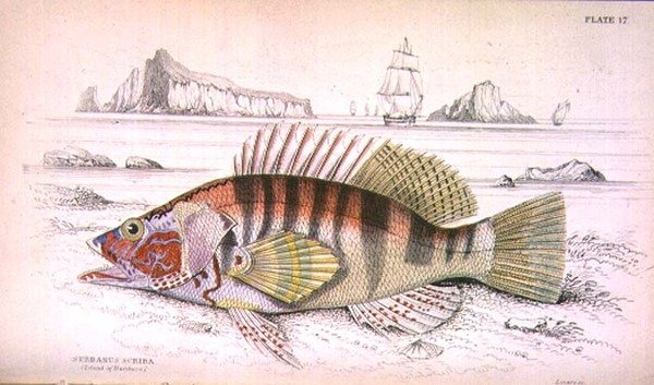 Serbanus Scriba (Island of Baziluzzo), engraved by the artist from 