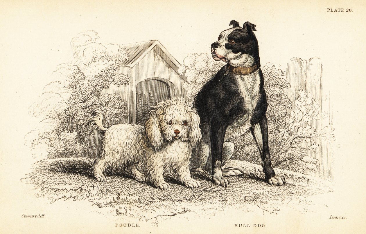 Poodle, Canis aquaticus, and bulldog, Canis anglicus by William Home Lizars