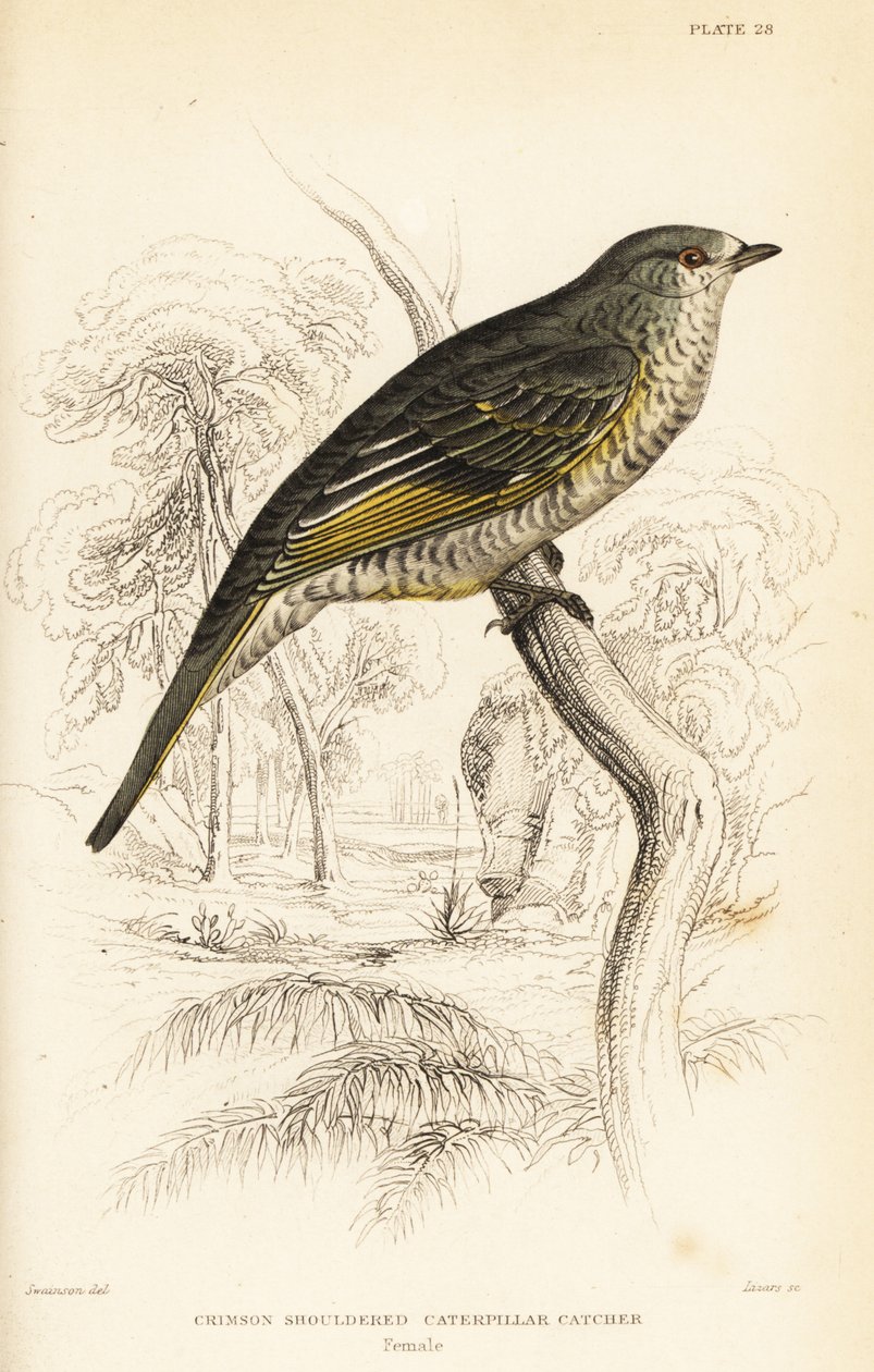 Red-shouldered Cuckooshrike, Female, Campephaga phoenicea by William Home Lizars
