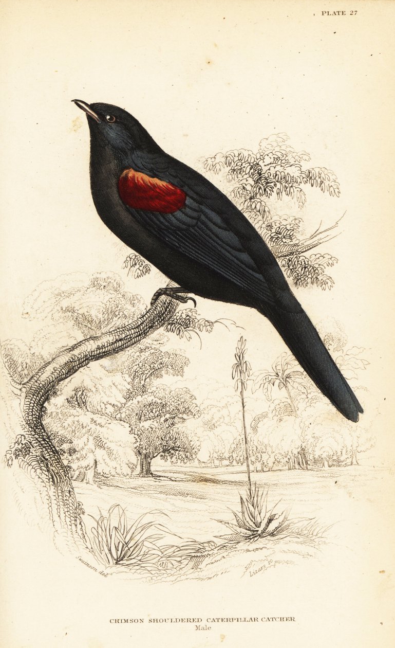 Red-shouldered cuckooshrike, male by William Home Lizars