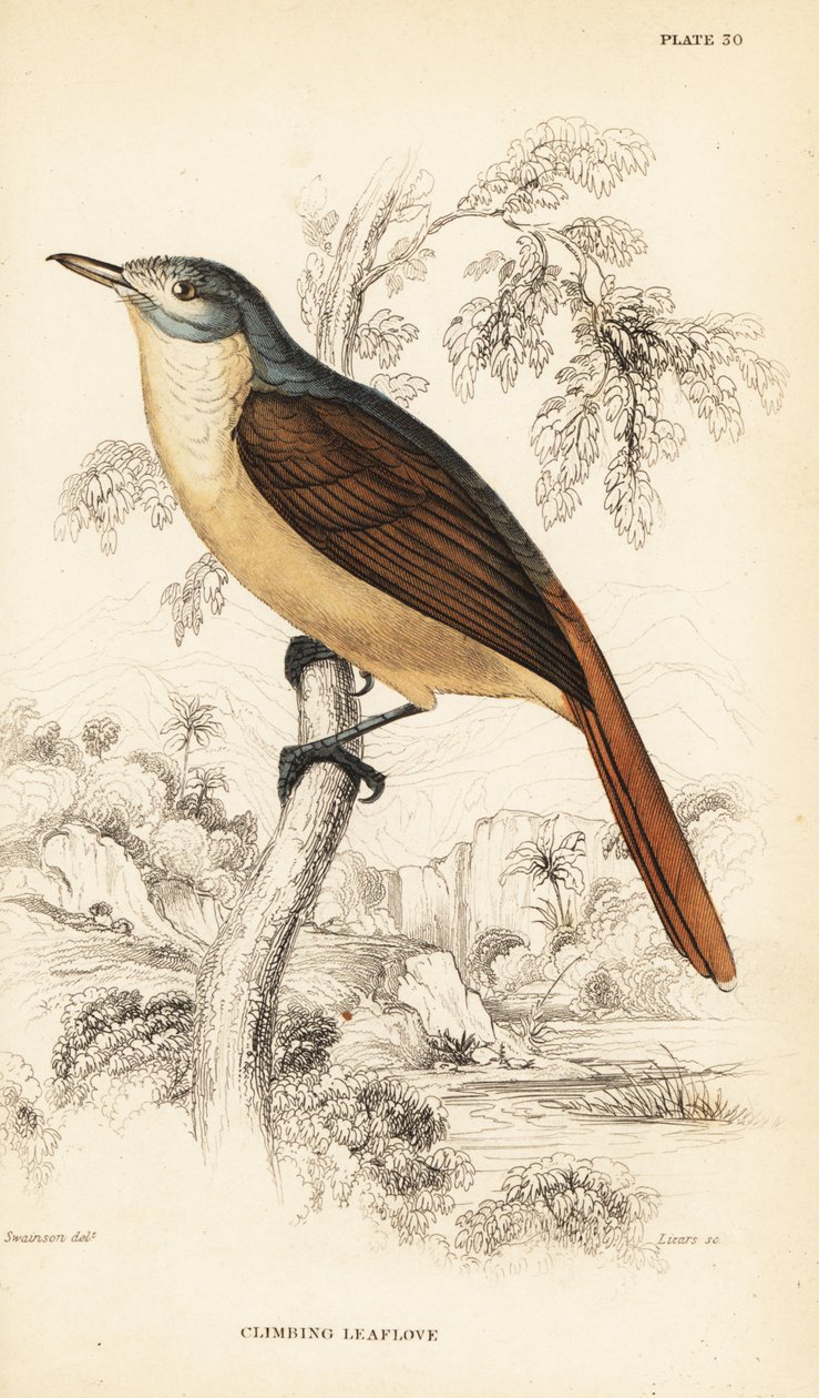 Red-tailed leaflove or climbing leaflove by William Home Lizars
