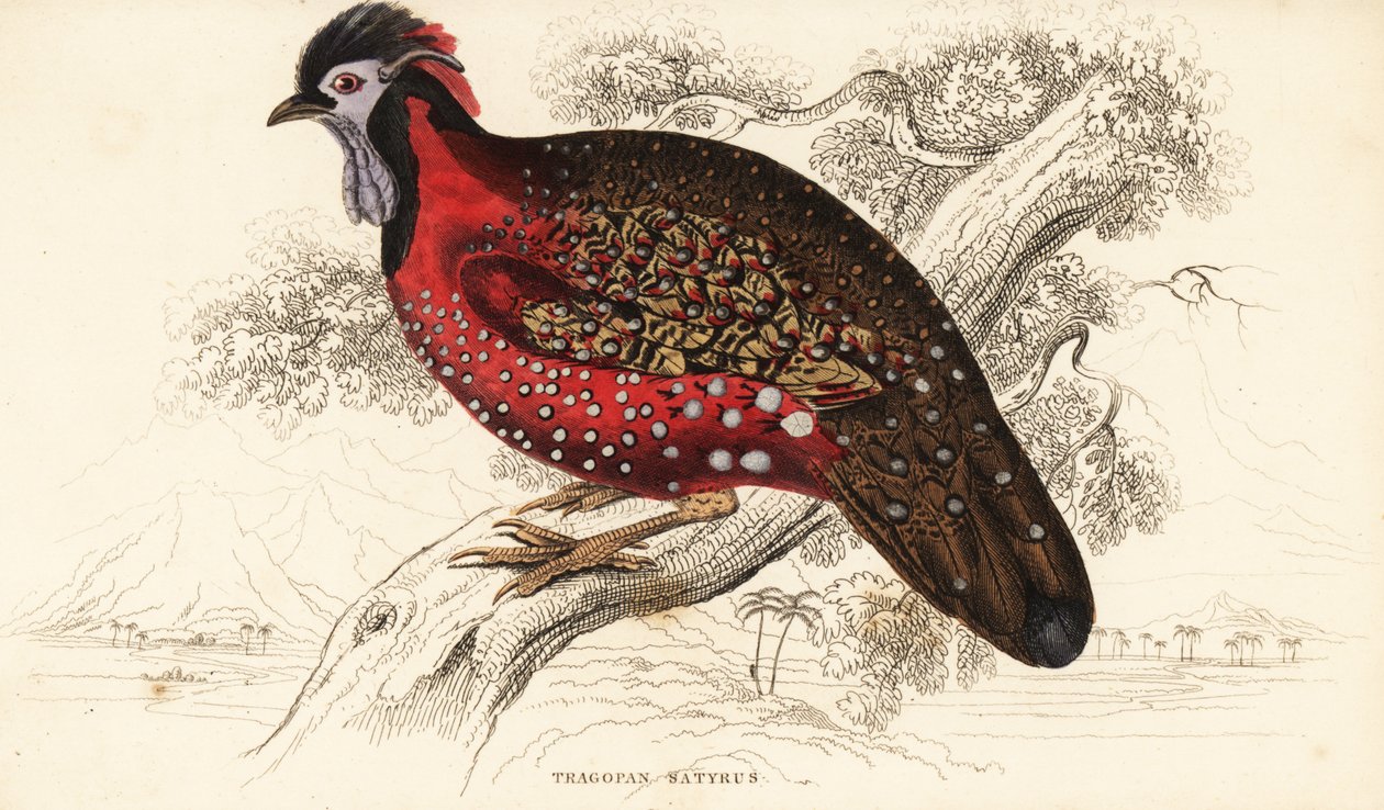 Satyr tragopan or crimson horned pheasant by William Home Lizars
