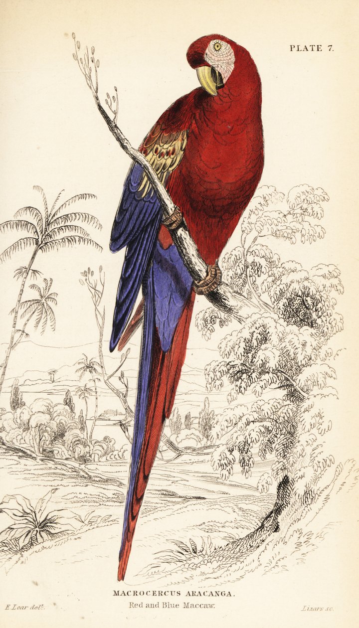 Scarlet macaw, Ara macao by William Home Lizars