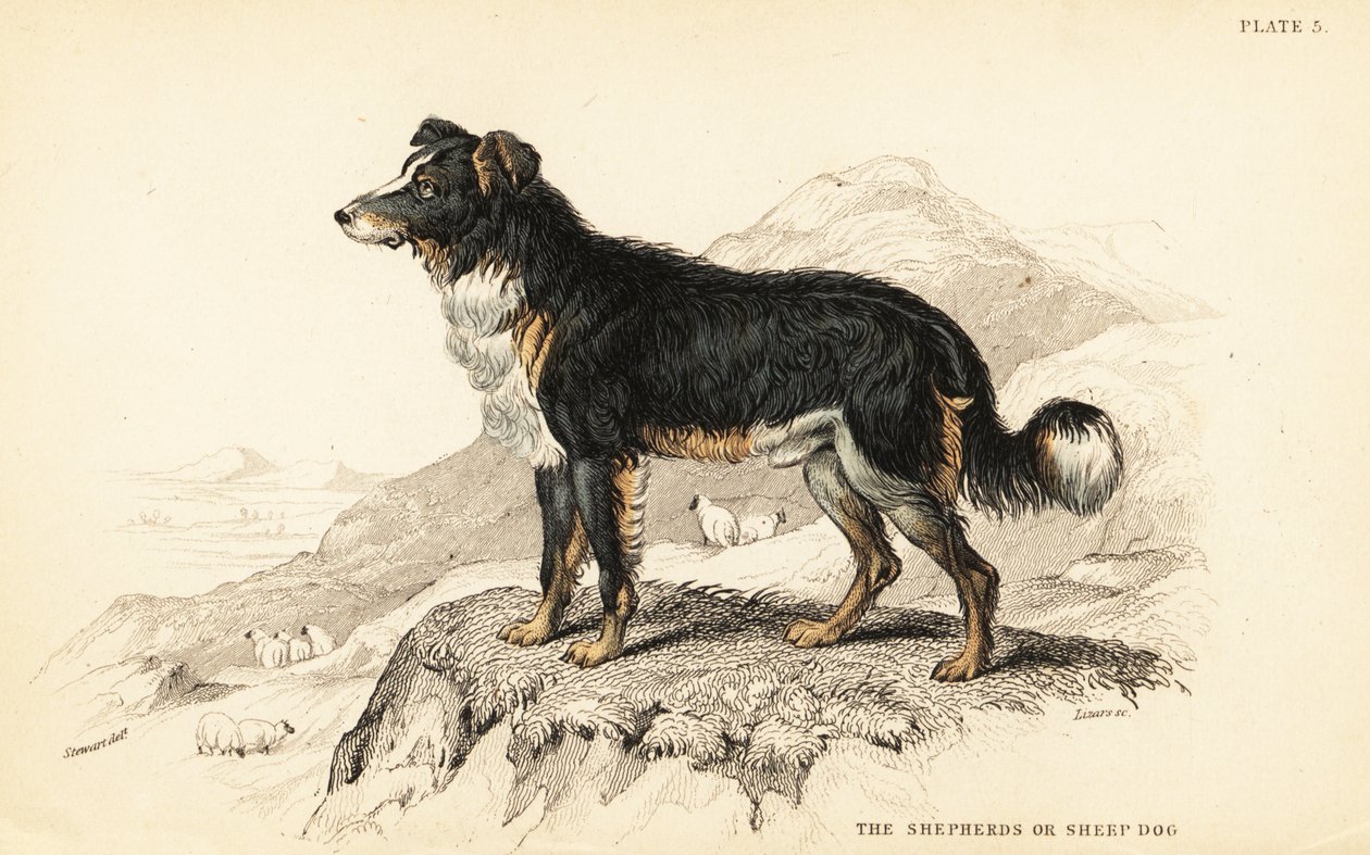 Shepherds dog or sheep dog by William Home Lizars