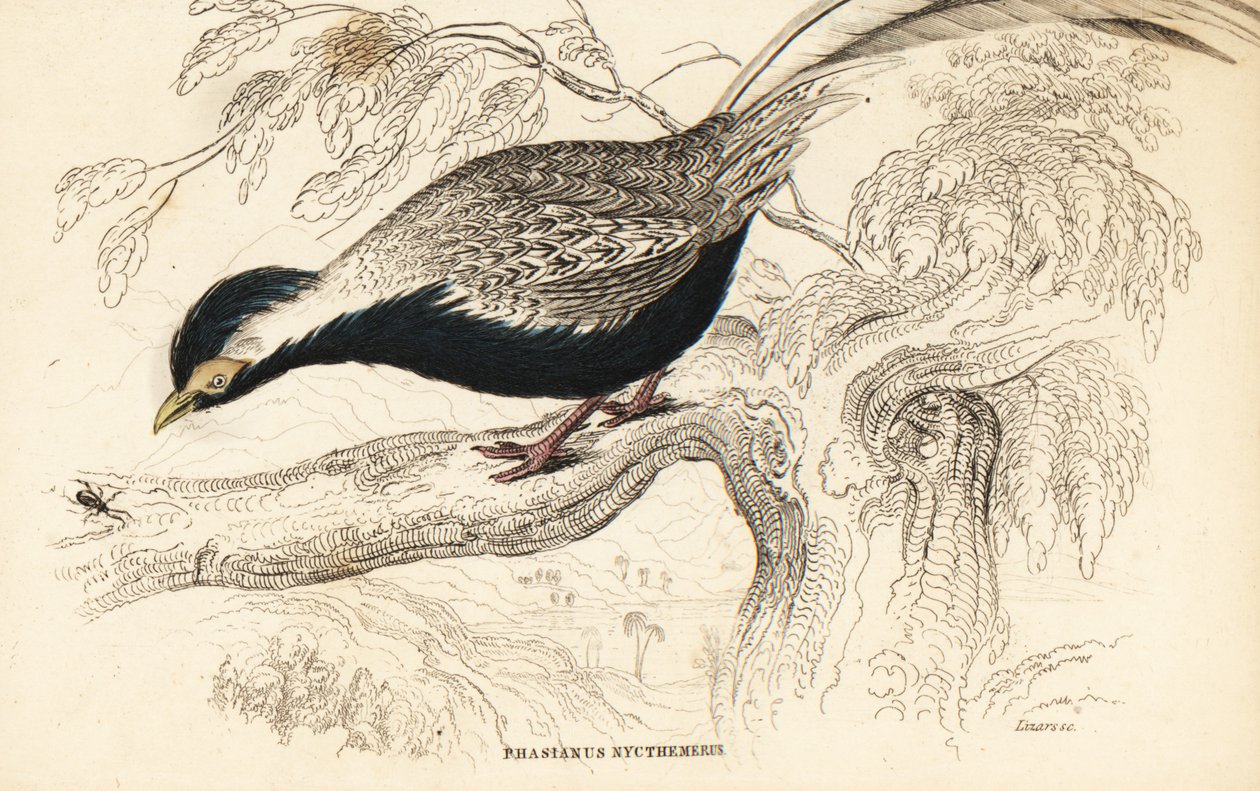 Silver Pheasant, Lophura nycthemera by William Home Lizars