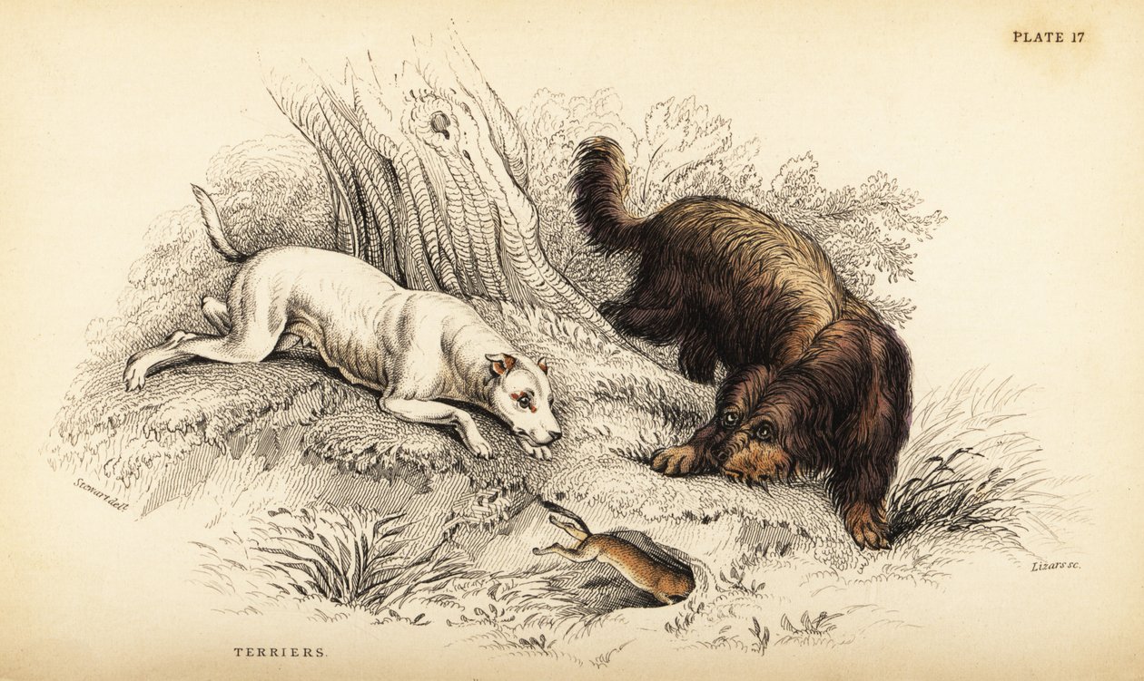Smooth-coated terrier and Scottish or wire-haired terrier by William Home Lizars
