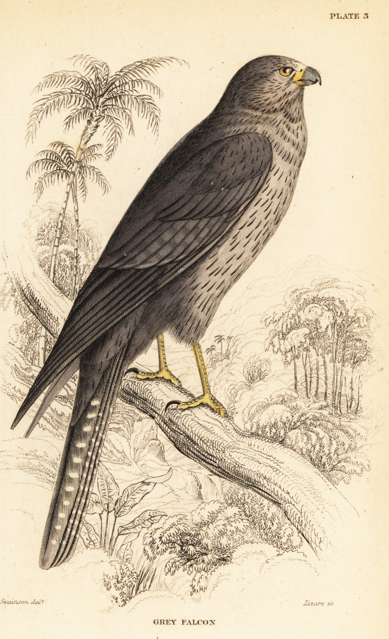 Sooty Falcon, Falco concolor by William Home Lizars