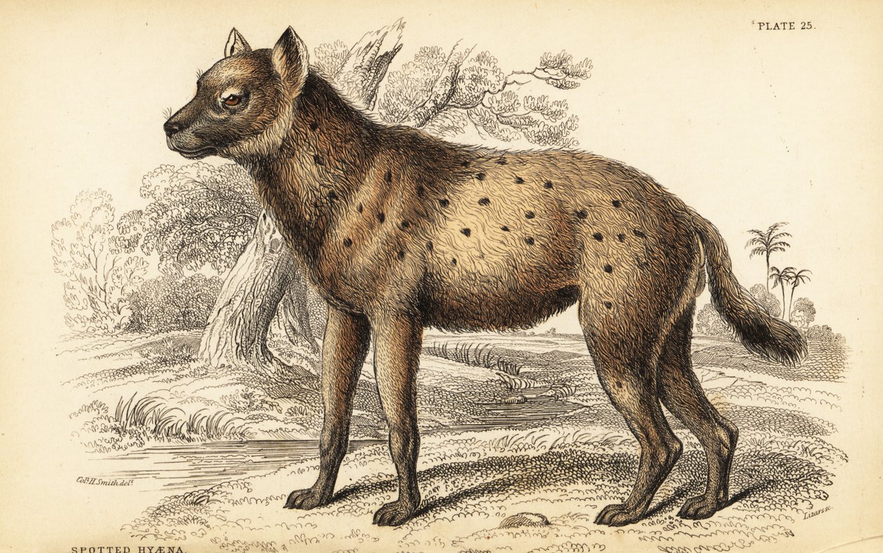 Spotted hyena or laughing hyena by William Home Lizars